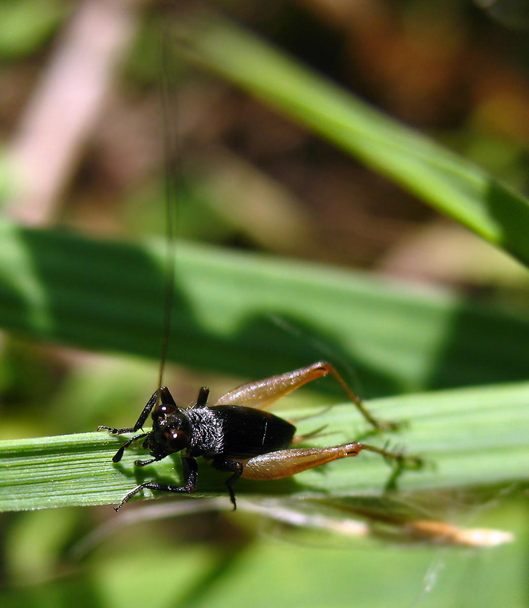 Trigonidium cicindeloides